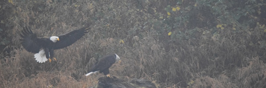 Eagles landing on a deadhead on the Skagit River Washington