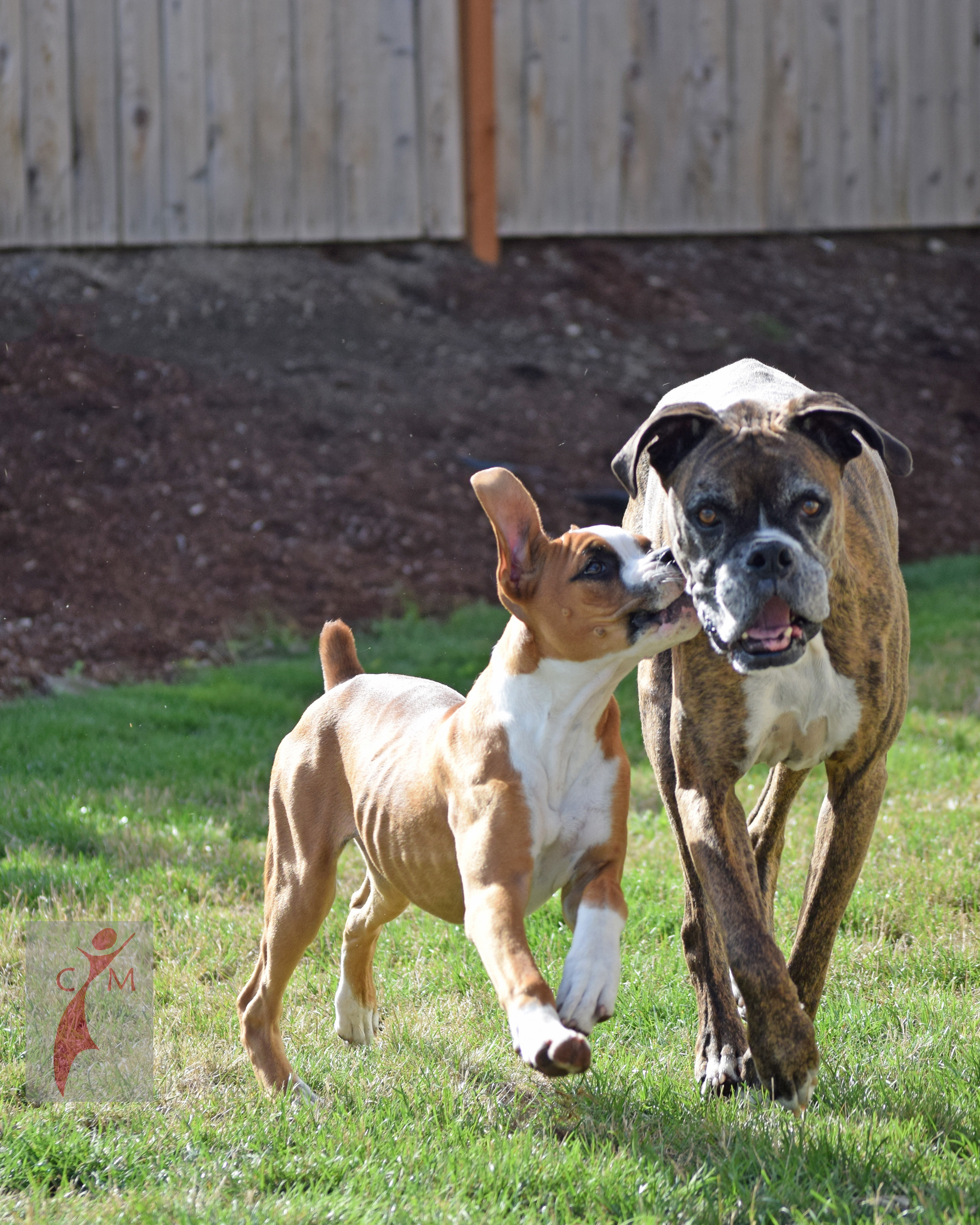 Boxer dogs playing